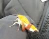 Hemaris fuciformis